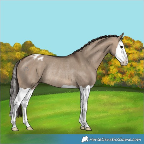 Horse Color:Brown Dun Splash Appaloosa Rabicano