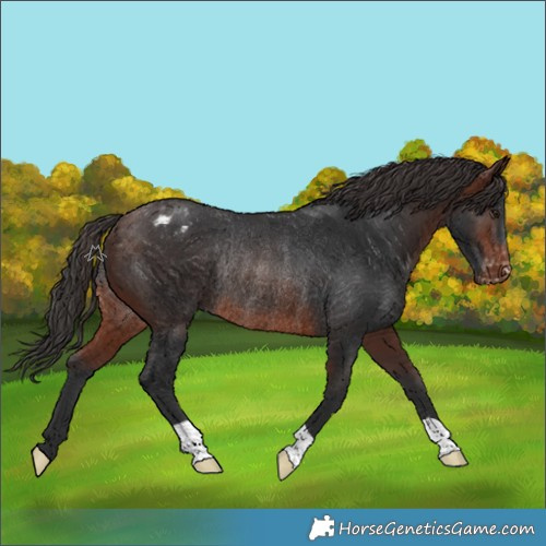 Horse Color:Brown Varnish Rabicano