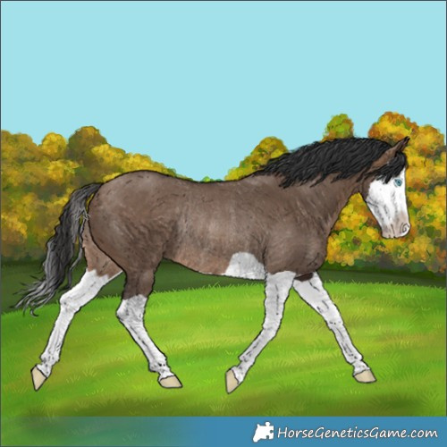 Horse Color:Brown Dun Splash Rabicano 