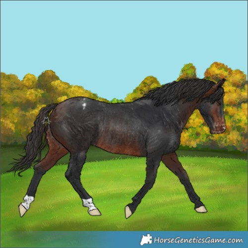 Horse Color:Brown Varnish Rabicano