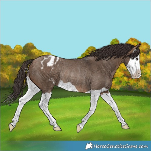 Horse Color:Brown Dun Splash Appaloosa Rabicano 