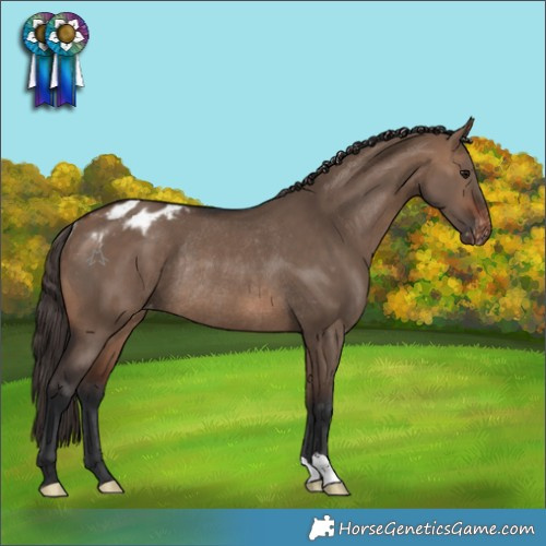 Horse Color:Brown Dun Appaloosa Rabicano