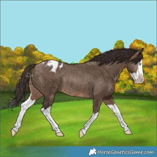 Horse Color:Brown Dun Splash Appaloosa Rabicano 