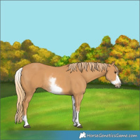 Horse Color:White Spotted Chestnut Frame