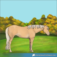 Horse Color:Gold Cream Champagne 