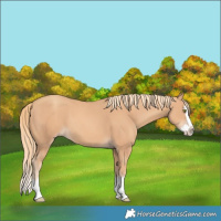 Horse Color:Gold Champagne Splash