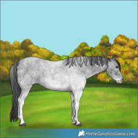 Horse Color:White Spotted Blue Roan