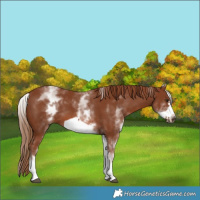 Horse Color:White Spotted Chestnut Frame 