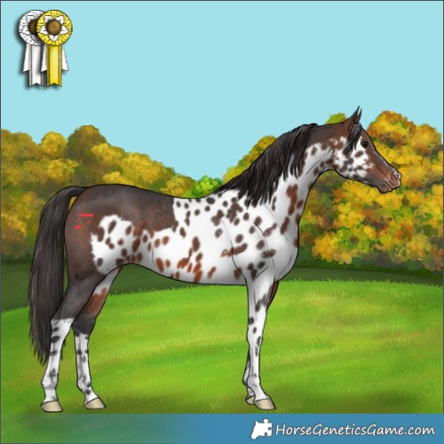 Horse Color:Brown Sabino Skewed Appaloosa 