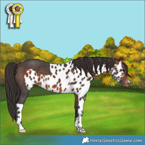 Horse Color:Brown Sabino Skewed Appaloosa 