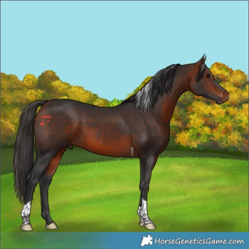 Horse Color:Bay Tobiano 