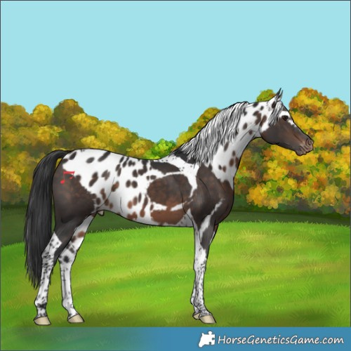 Horse Color:Brown Tobiano Skewed Appaloosa
