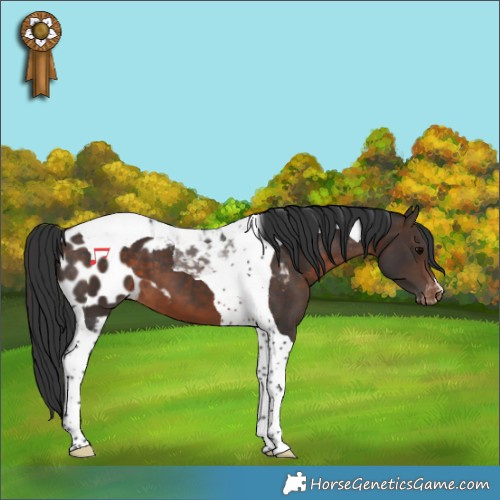 Horse Color:Brown Tobiano Skewed LP Spotted