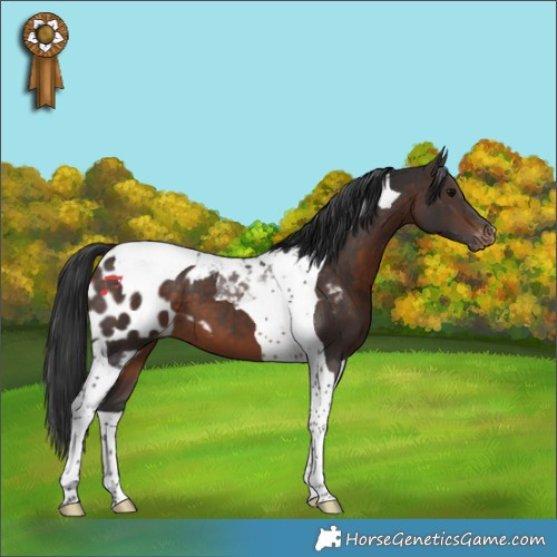 Horse Color:Brown Tobiano Skewed Appaloosa