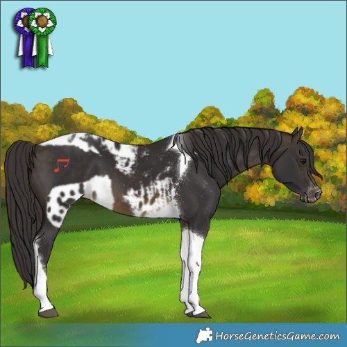 Horse Color:Buckskin Tobiano Skewed LP Spotted 