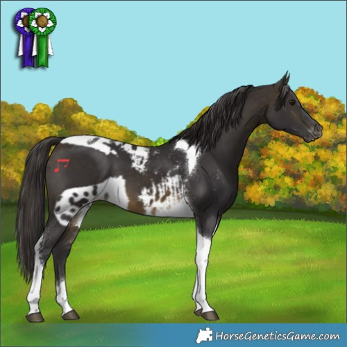 Horse Color:Buckskin Tobiano Skewed Appaloosa