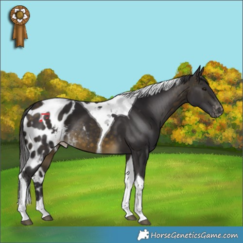 Horse Color:Buckskin Tobiano Skewed Appaloosa 