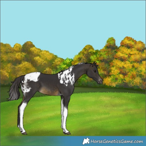 Horse Color:Buckskin Tobiano Skewed Appaloosa