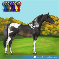Horse Color:Buckskin Tobiano Skewed LP Spotted 