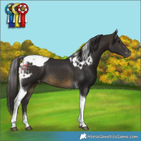 Horse Color:Buckskin Tobiano Skewed LP Spotted
