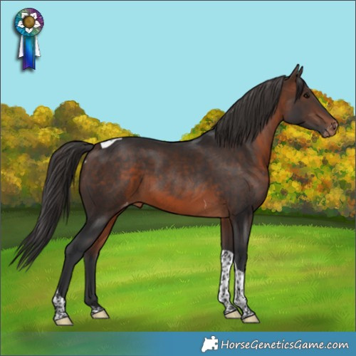 Horse Color:Brown Tobiano Skewed Appaloosa