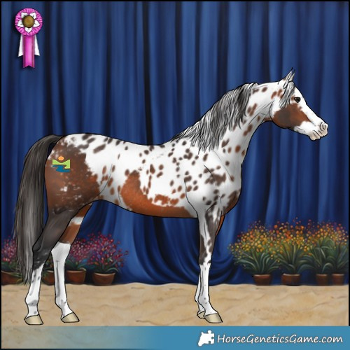Horse Color:Brown Splash Skewed Appaloosa Rabicano