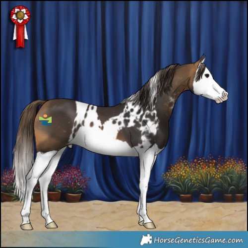 Horse Color:Buckskin Splash Skewed Appaloosa 