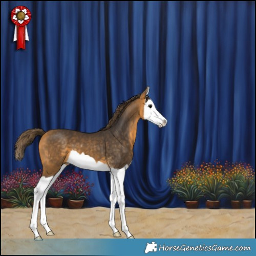 Horse Color:Buckskin Splash Skewed Appaloosa 