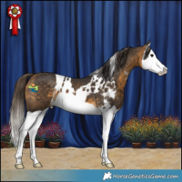 Horse Color:Buckskin Splash Skewed LP Spotted 