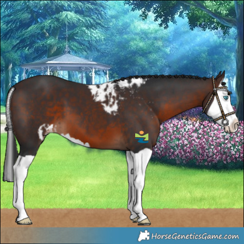 Horse Color:Brown Splash Skewed LP Spotted 
