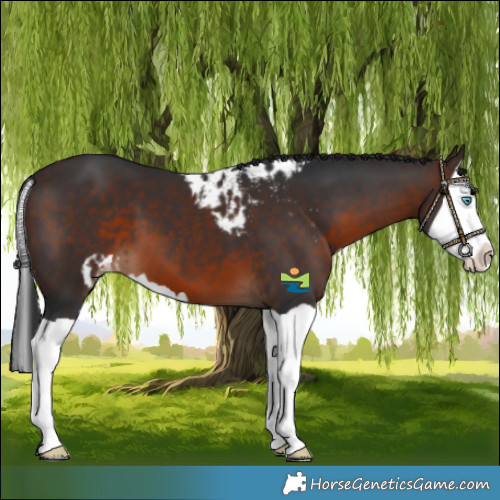 Horse Color:Brown Splash Skewed LP Spotted 