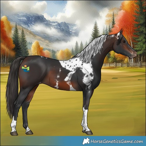 Horse Color:Brown Tobiano Skewed Appaloosa
