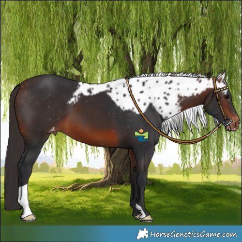 Horse Color:Brown Skewed LP Spotted