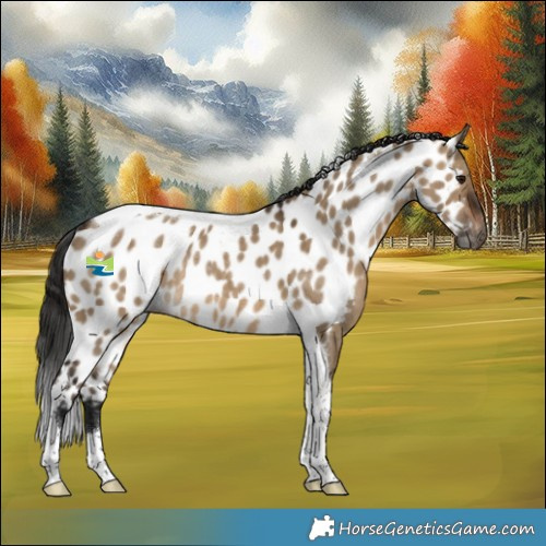 Horse Color:Gray Bay Dun Tobiano Skewed Appaloosa Rabicano 