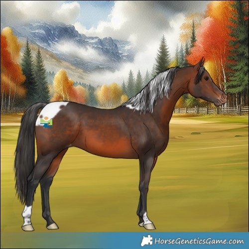 Horse Color:Brown Skewed Appaloosa 