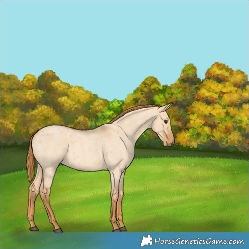 Horse Color:Red Dun Roan 