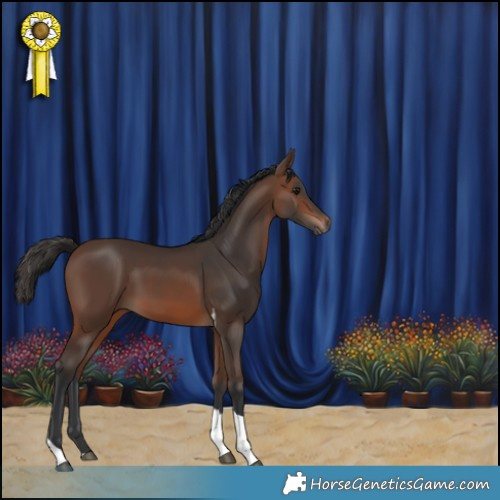Horse Color:Brown Tobiano 