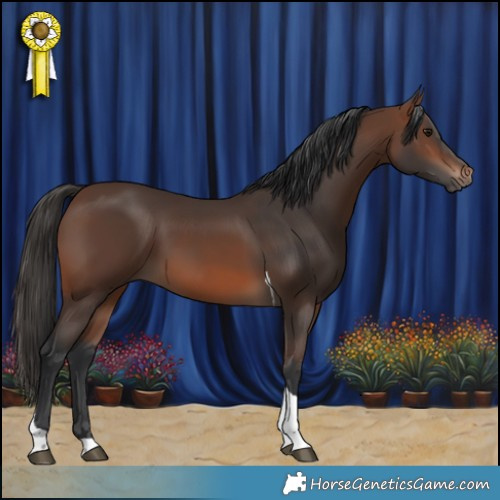Horse Color:Brown Tobiano
