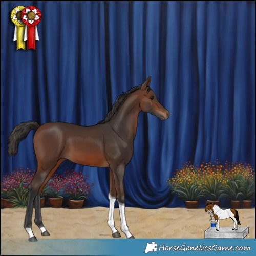 Horse Color:Brown Tobiano