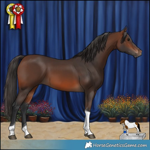 Horse Color:Brown Tobiano