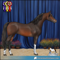 Horse Color:Brown Tobiano 