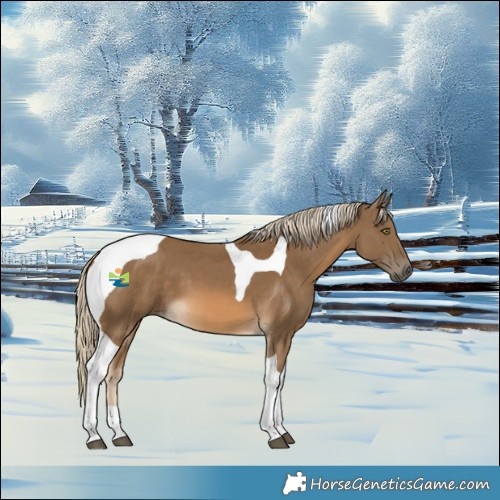 Horse Color:Chocolate Palomino Tobiano 