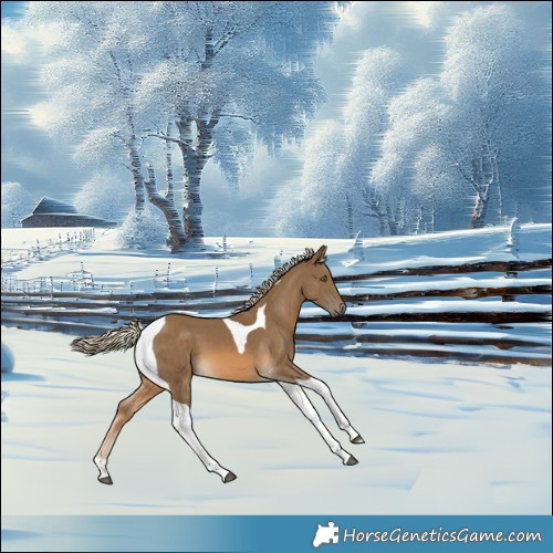 Horse Color:Chocolate Palomino Tobiano 