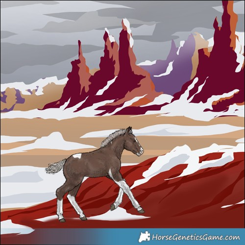 Horse Color:Silver Black Splash Tobiano 