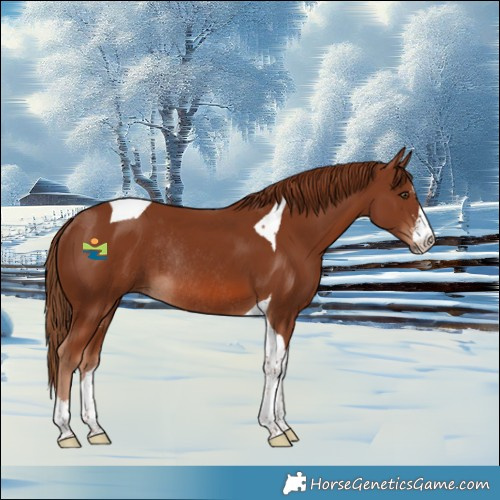 Horse Color:Chestnut Sabino Tobiano Rabicano