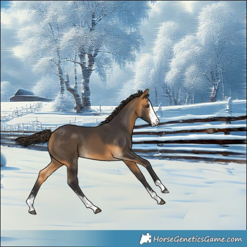 Horse Color:Buckskin Sabino 