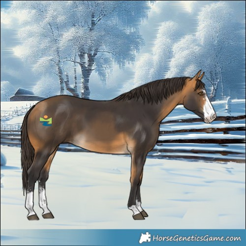 Horse Color:Buckskin Sabino