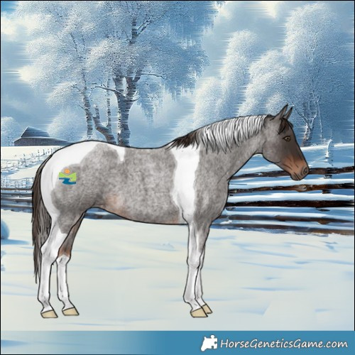 Horse Color:Liver Red Roan Tobiano