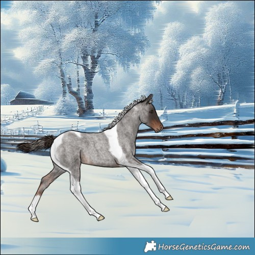 Horse Color:Liver Red Roan Tobiano 
