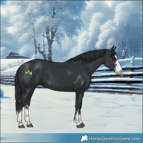 Horse Color:Black Sabino